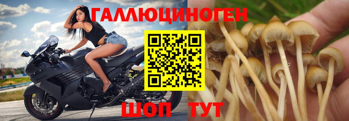 Железноводск  Псилоцибиновые грибы MAGIC MUSHROOMS  Псилоцибиновые грибы Cubensis  Вход с VPN 